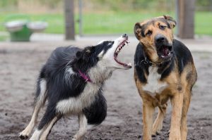 border-collie-672770_640