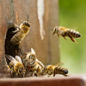bees-5510265_640