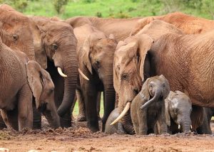 elephant-4736008_640