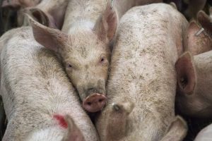 pigs-678199_640