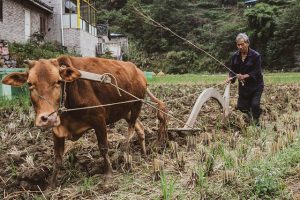 cow-4579756_640