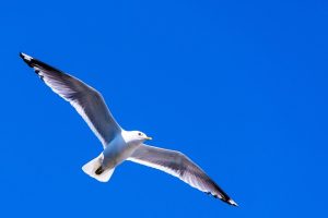 sea-gull-1552101_640