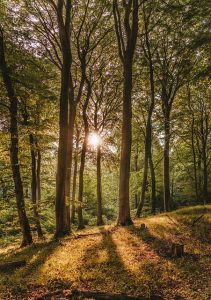 beech-forest-3681430_640