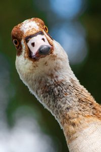duck-5381071_640