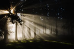 forest-1839973_640