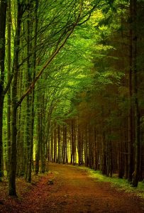 green-1072824_640