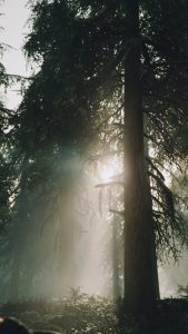 pexels-wearelivingart-8134646