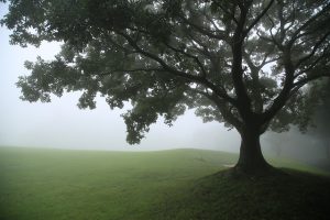 tree-4509607_640