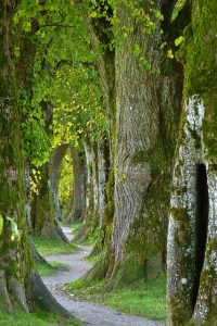 trees-2897757_640