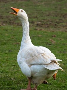 goose-4125922_640