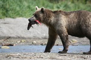 brown-bear-2514855_640