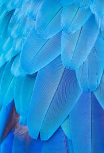 blue-feather-6959585_640