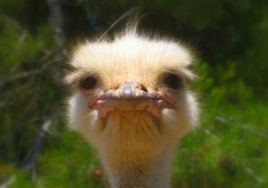 ostrich-992753_640