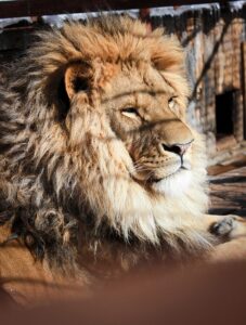 Credits and Kudos 810 lion-6120096_640