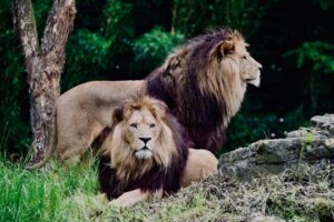 Credits and Kudos 815 ramon-vloon-_t99u7ktTnU-unsplash