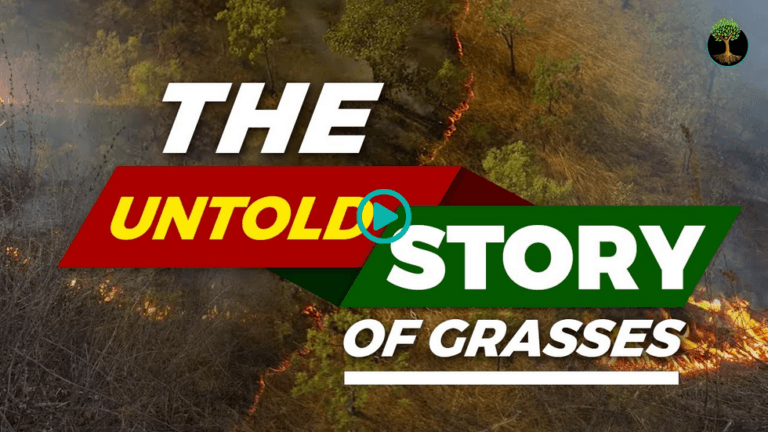 Screenshot 2025 12 18 at 17 26 58 The Ancient Dance Between Grasslands and Forests That Keeps Our Planet in Balance Sustainable Human Paradigm 3k