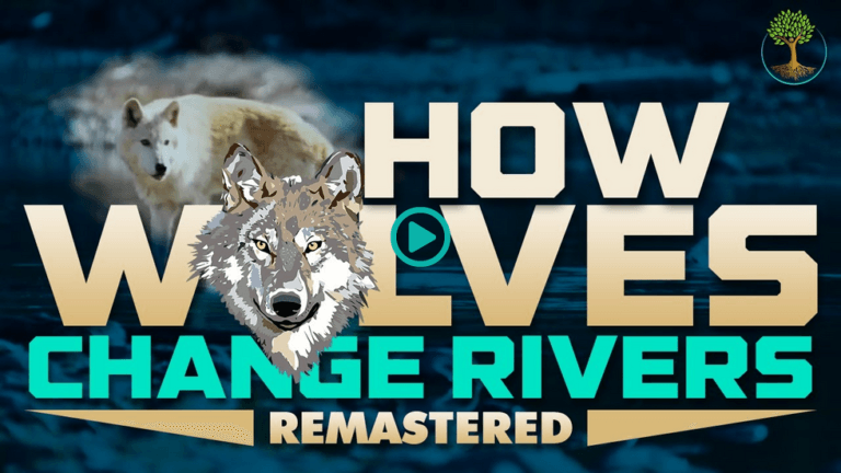 Screenshot 2025 12 18 at 18 00 23 How Wolves Change Rivers Sustainable Human Paradigm 3k
