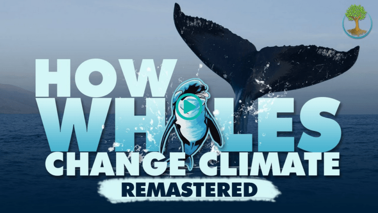 Screenshot 2025 12 18 at 18 06 41 How Whales Change Climate Sustainable Human Paradigm 3k