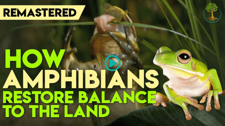 Screenshot 2025 12 18 at 18 38 35 How Amphibians Restore Balance To The Land Sustainable Human Paradigm 3k