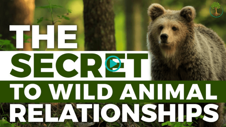 Thought-Provoking Videos 34 Screenshot 2025 12 20 at 17 23 17 The Secret To A Relationship With A Wild Animal Sustainable Human Paradigm 3k