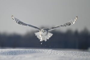 Credits and Kudos 852 pexels-anne-marie-gionet-lavoie-811028326-19898701